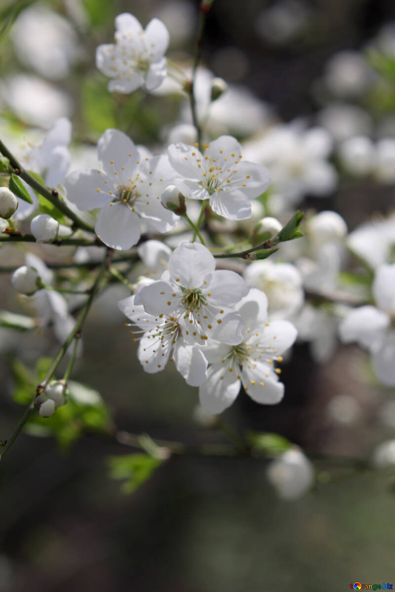 Cherry blossoms №39801