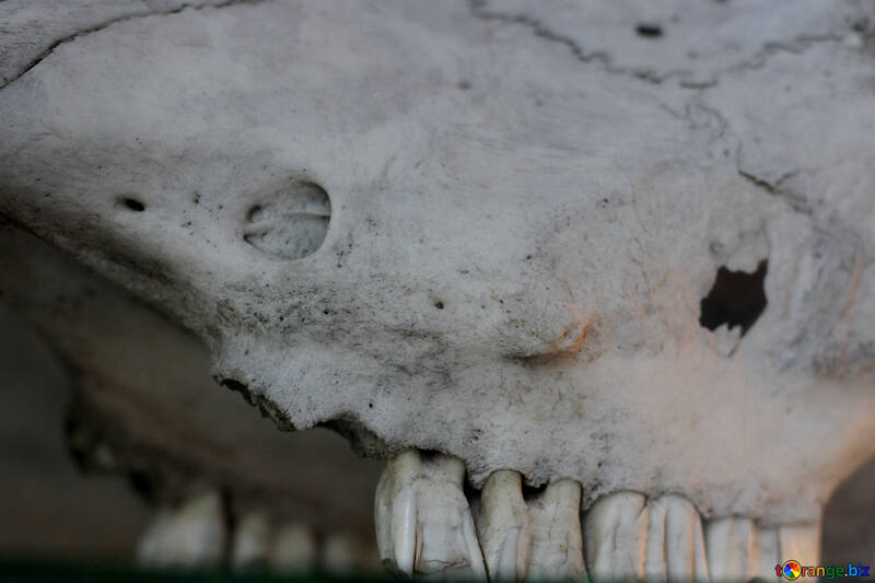 O crânio de um animal antigo №39347