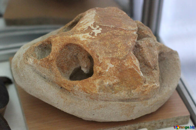 El cráneo de una antigua tortuga №39361