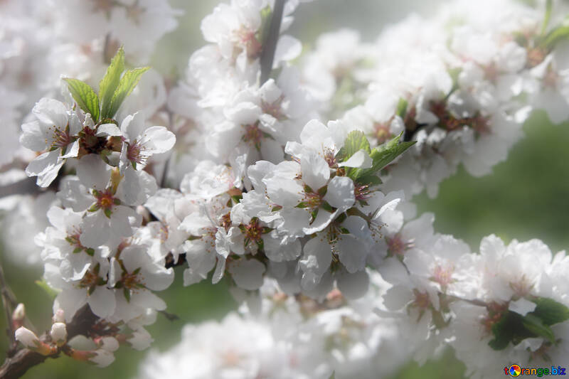 Fotos de primavera em seu desktop №39775