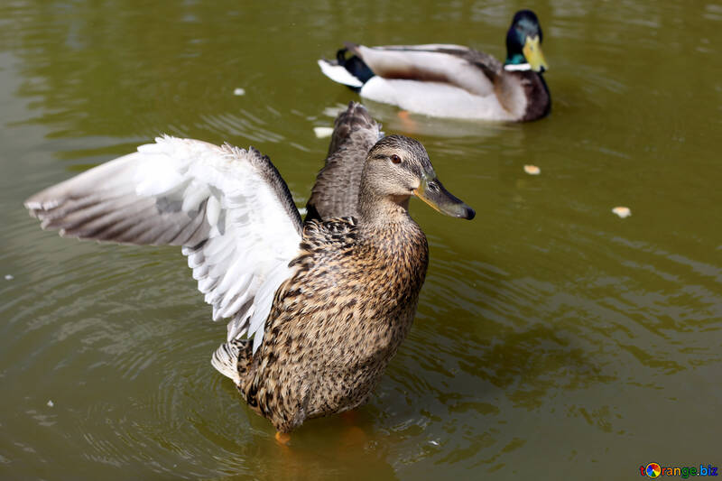 Canards sauvages №39676