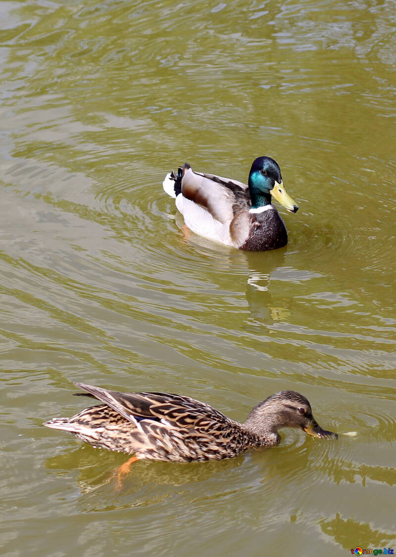 Family wild ducks №39661