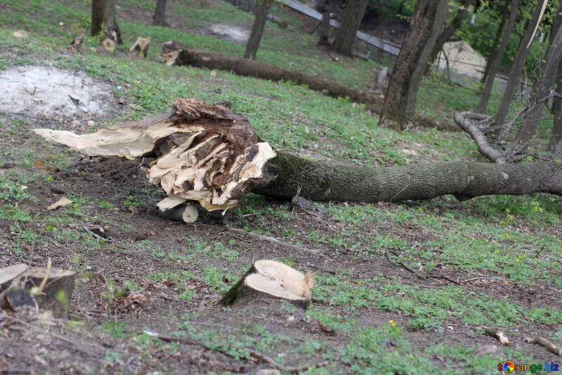 Fallen trees №39874