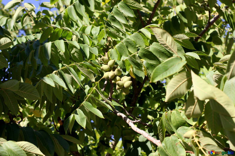 Walnut grows on tree №39626
