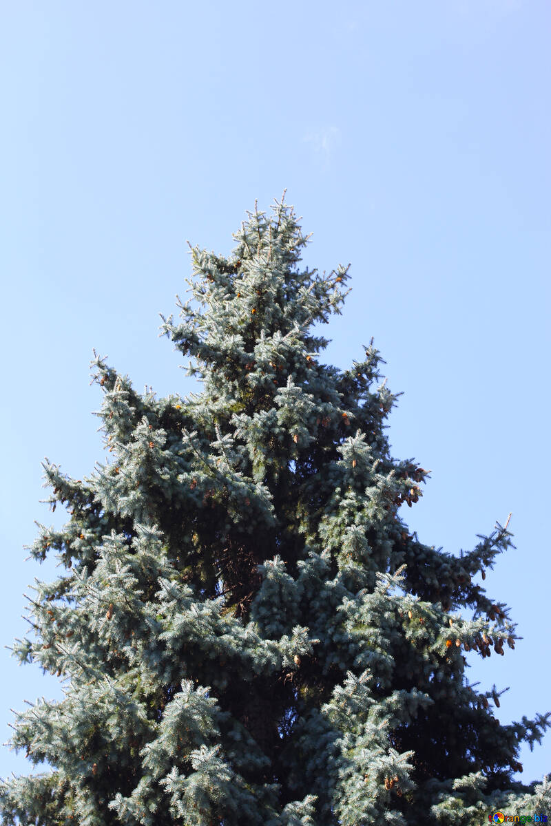 Grande albero di Natale №39610
