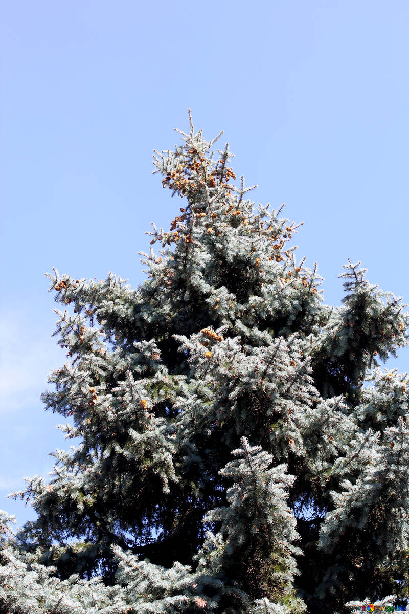 Weihnachtsbaum gegen den Himmel №39609