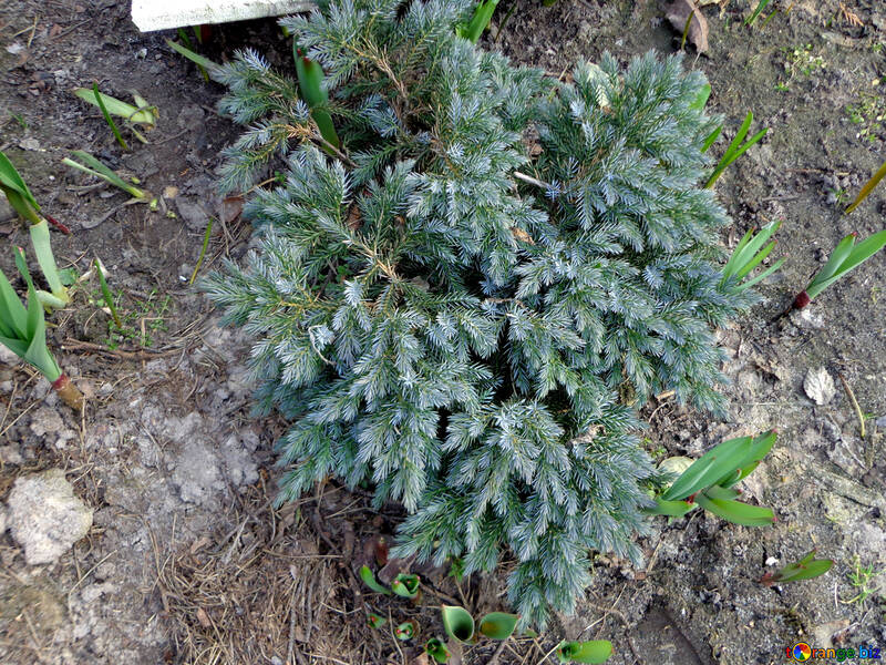 Plantas de semillero Spruce №39120