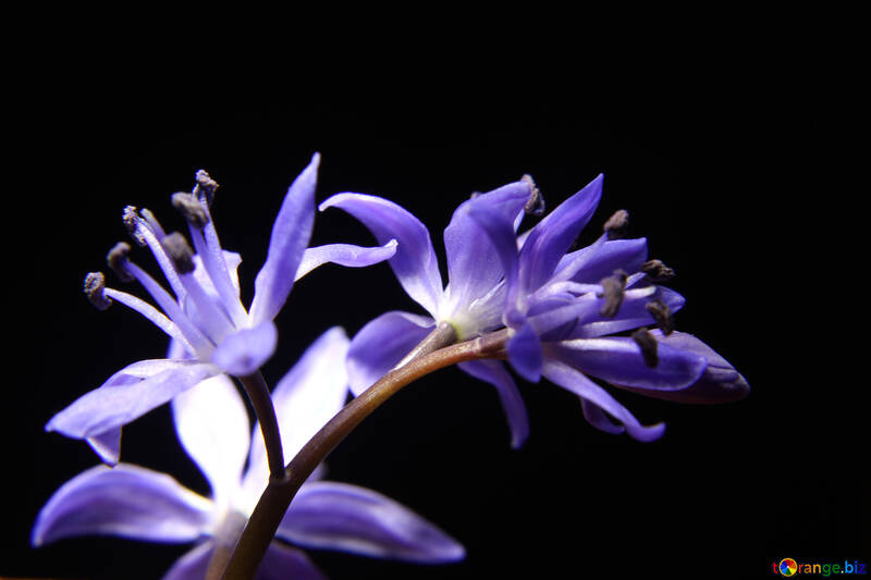 Bello fiore blu №39008