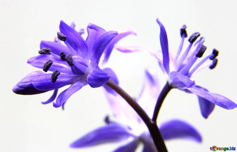 Little blue flower №39003