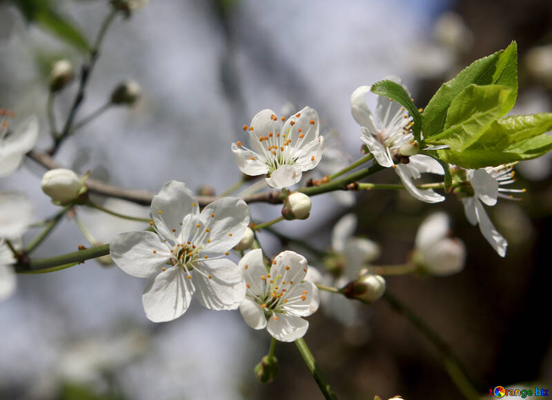 Árbol de flores de cerezo №39793