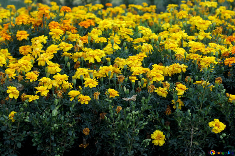 Marigold flowers №39634