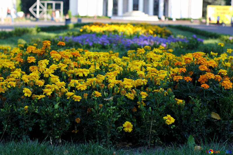 Flower bed flowers marigolds №39635