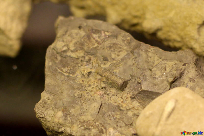 Pedras com fósseis №39402