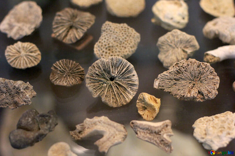 Fossils №39416