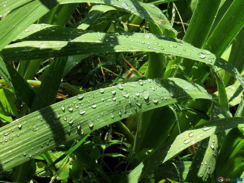 Small drops of water on the grass №39530
