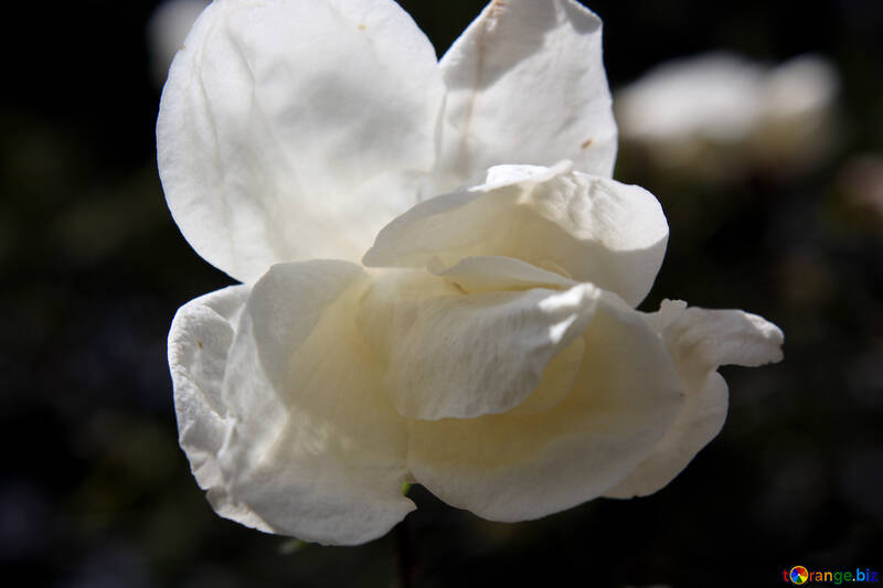 Macro white flower №39689