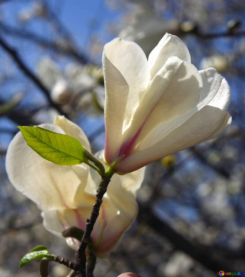 Magnolia №39709