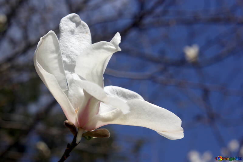 Magnolia blooms №39692