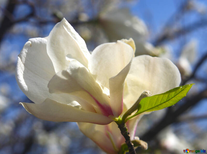Delicate aroma of magnolia №39710