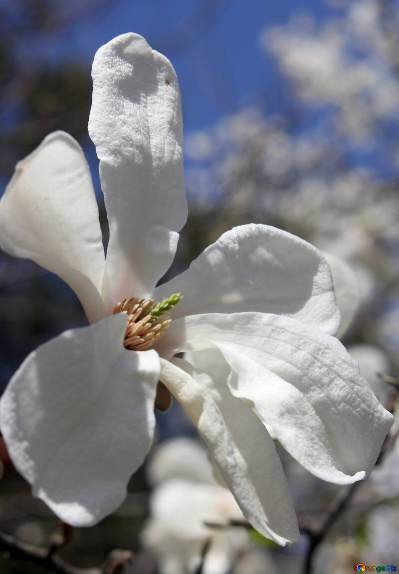 Fiore della Magnolia №39695