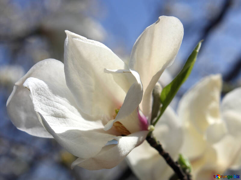 Magnolia flower blooms №39712