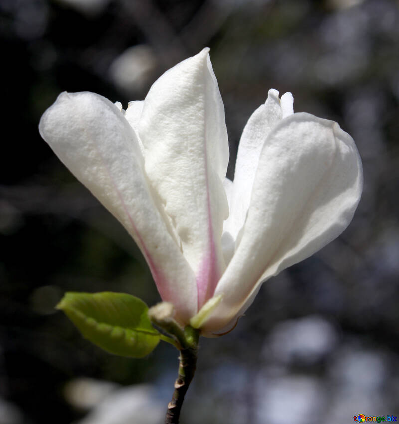 Magnolia blanca imagen árbol de la flor de magnolia imagens parque № 39704  