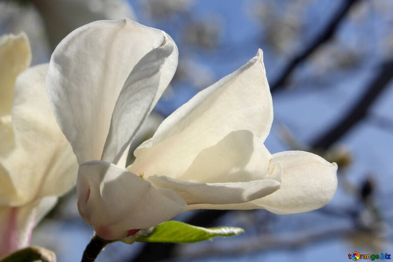 Magnolia de primavera №39716
