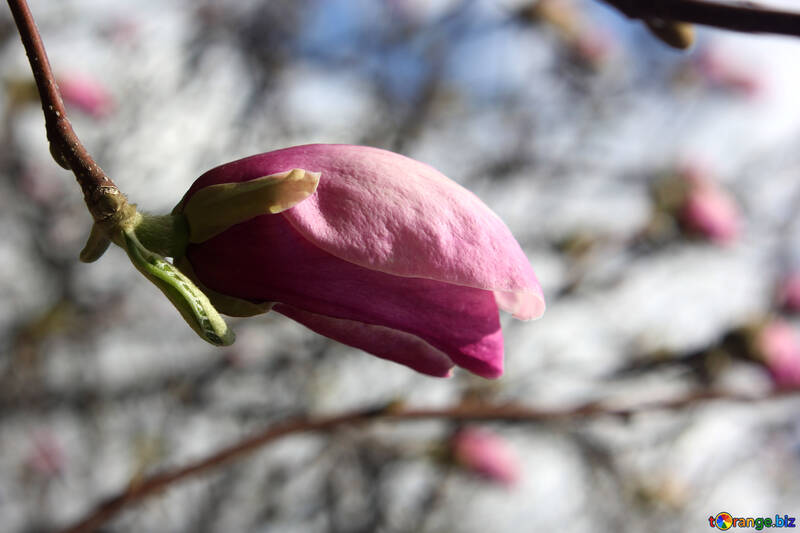 Весняна квітка рожевої магнолії №39728