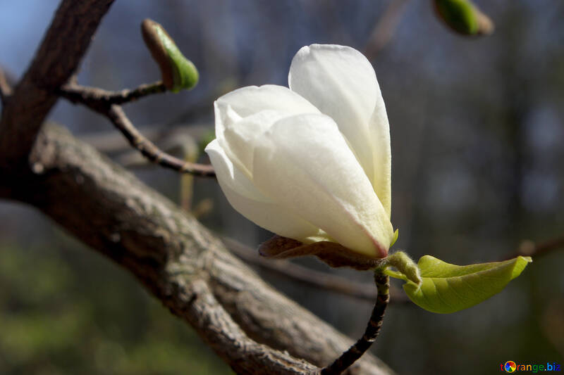 Branca flor Magnolia №39722