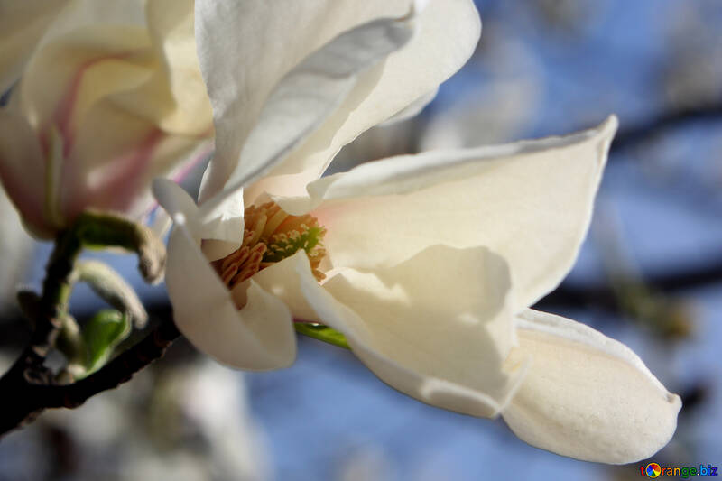 Weiße Blüte Magnolia №39719