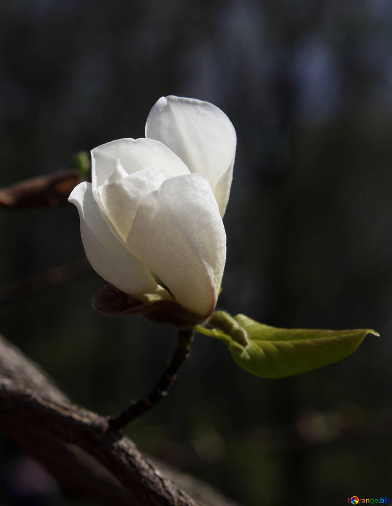 White flowering Magnolia №39723