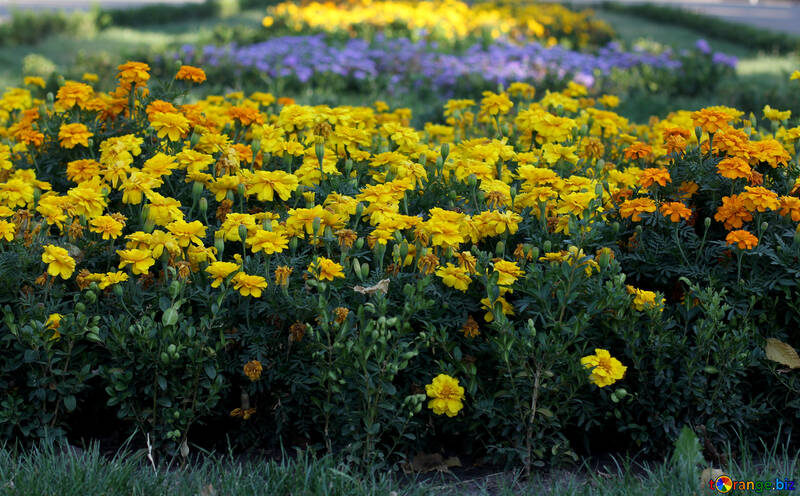 Квіти чорнобривці в ландшафтному дизайні №39636