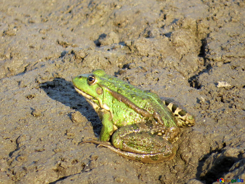 Frog sits on the shore №39570