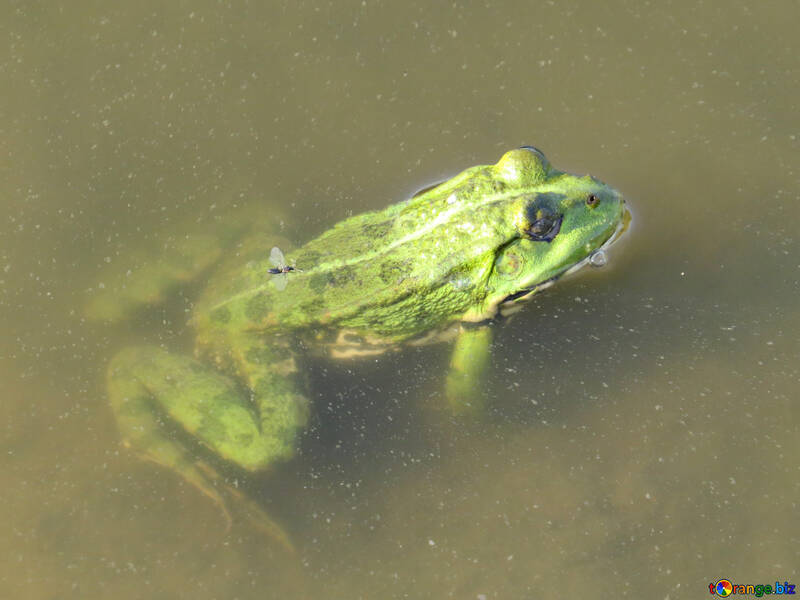 Frog in water №39569