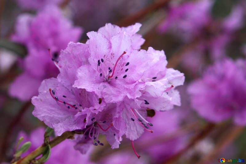 Rododendro brillante №39806