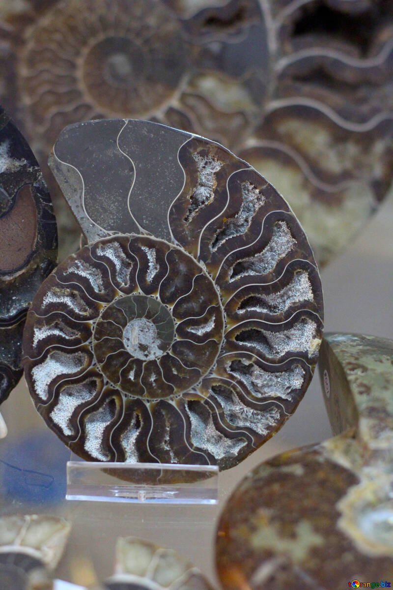 Ammonite №39384