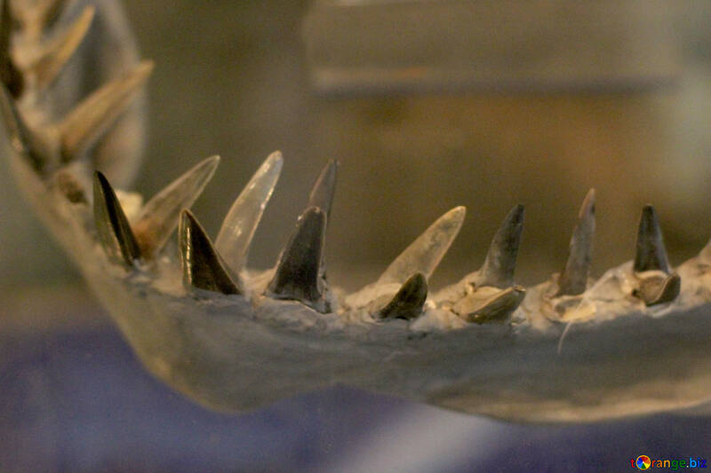 Зуби стародавньої акули №39396