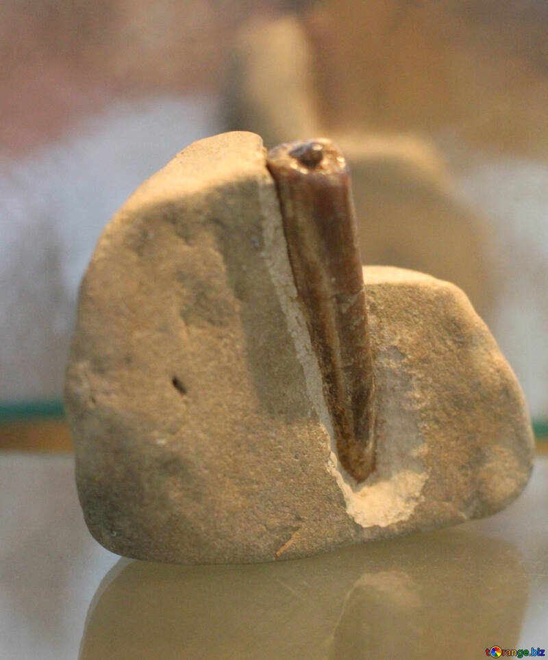 A fossil belemnite №39390