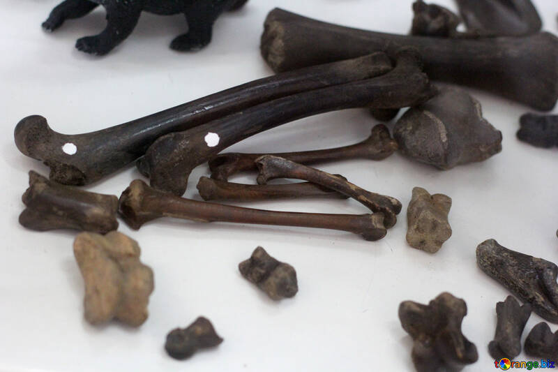 Fossile Knochen von Tieren №39354