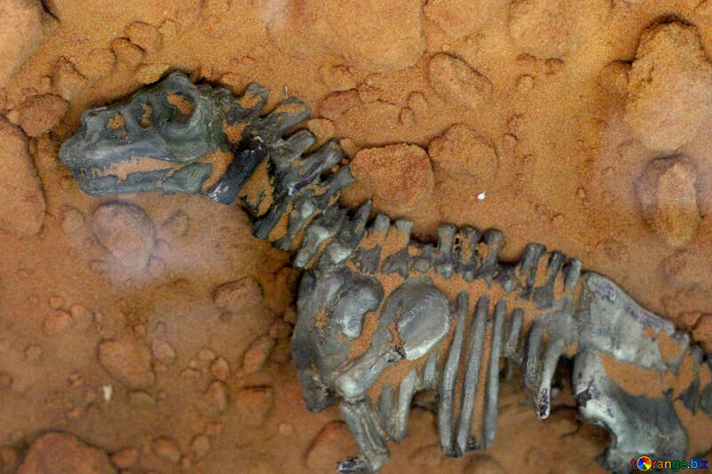 El esqueleto fósil de un animal №39355