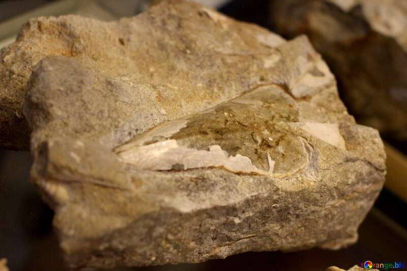 Fossilized antico №39411