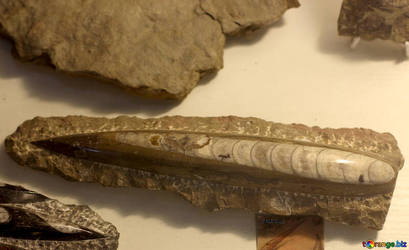Almejas fosilizadas №39382