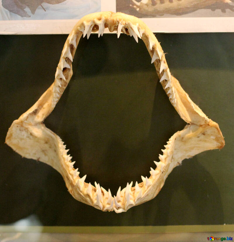 Mandíbula de tiburón antiguo №39395