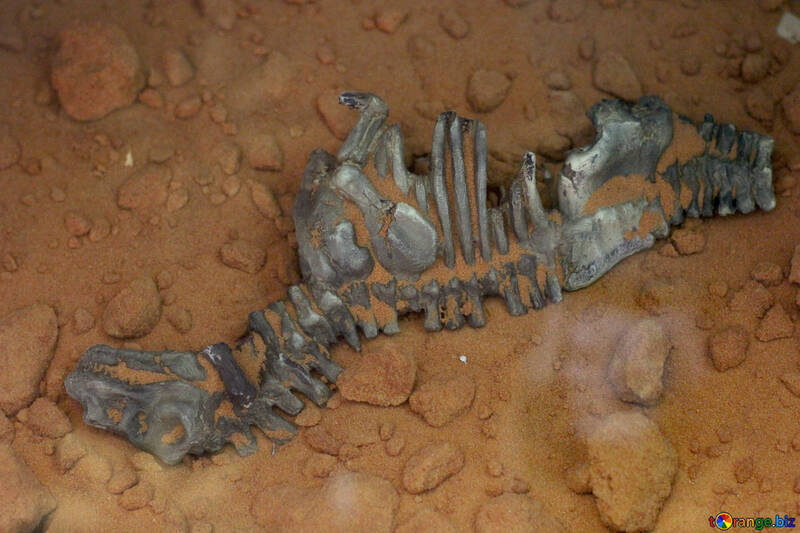 The skeleton of prehistoric animal №39356