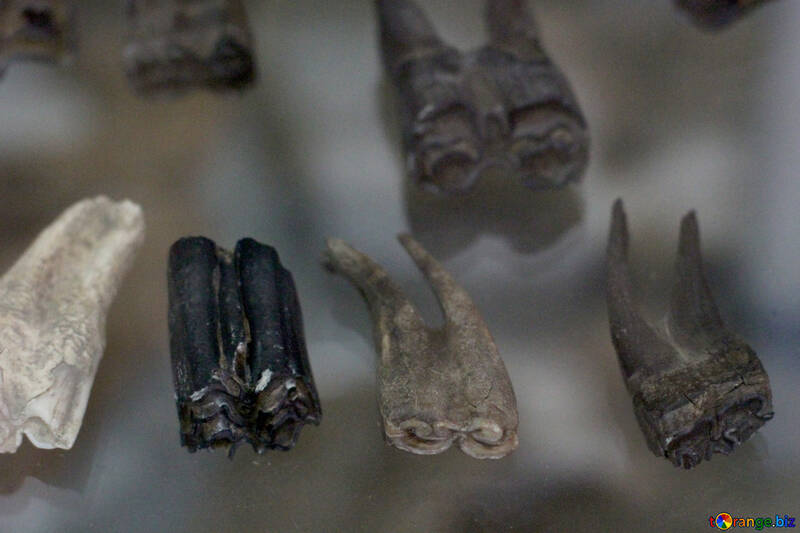 Los dientes de animales antiguos №39353