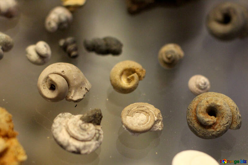 Ancient seashells №39408