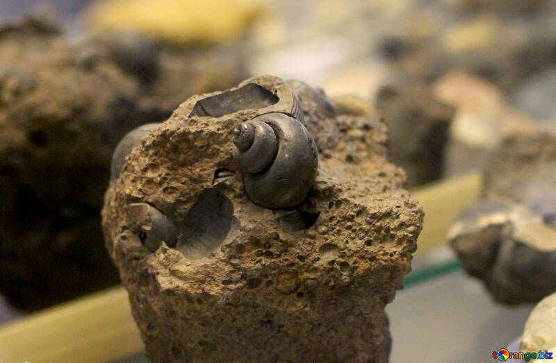 Concha fosilizada №39410