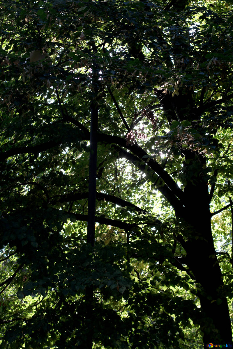 Schatten von Bäumen №39647