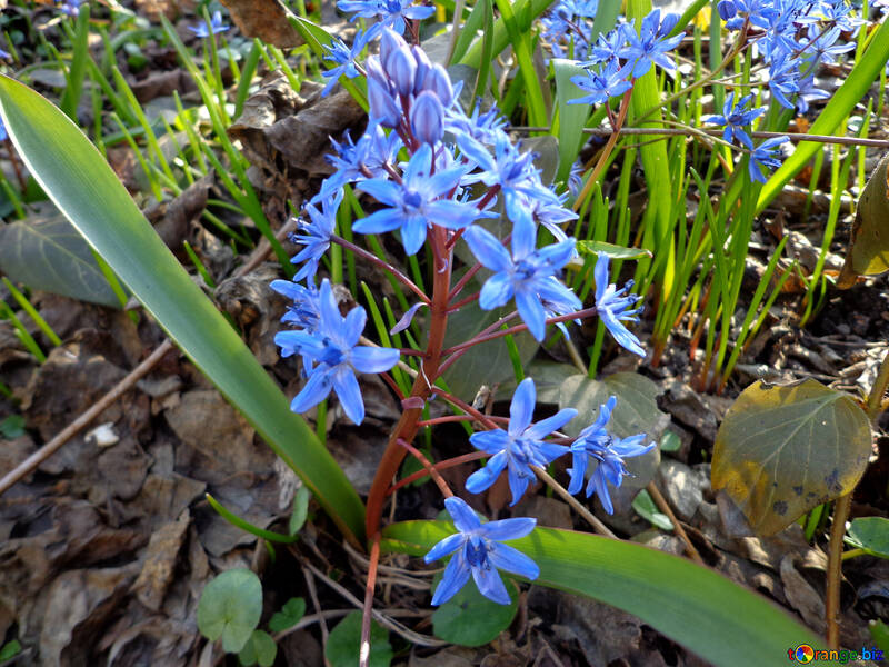 Die ersten Frühlingsblumen blau №39134