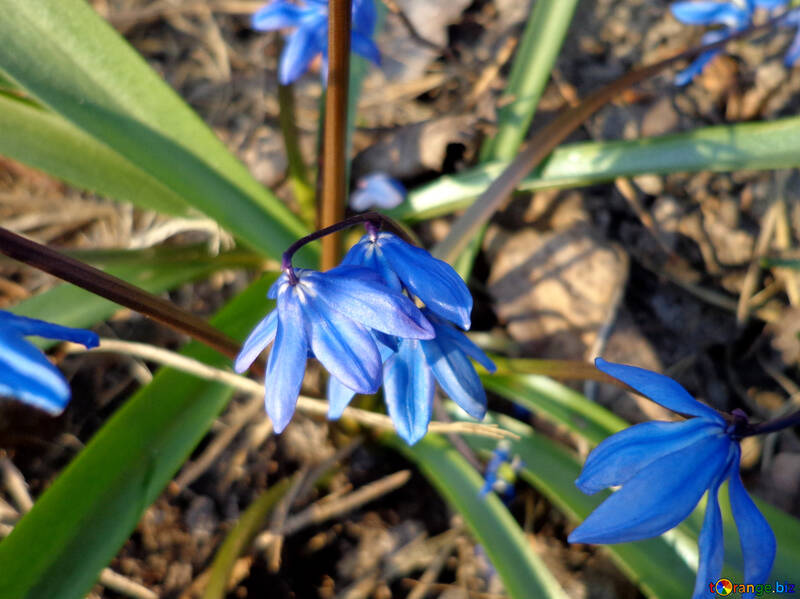 Blauen Frühlingsblumen №39130